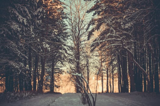 Sunset in the wood between the trees strains in winter period