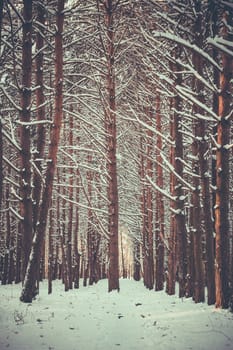 Sunset in the wood between the trees strains in winter period