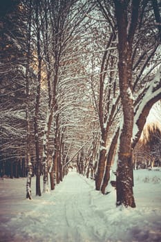 Sunset in the wood between the trees strains in winter period