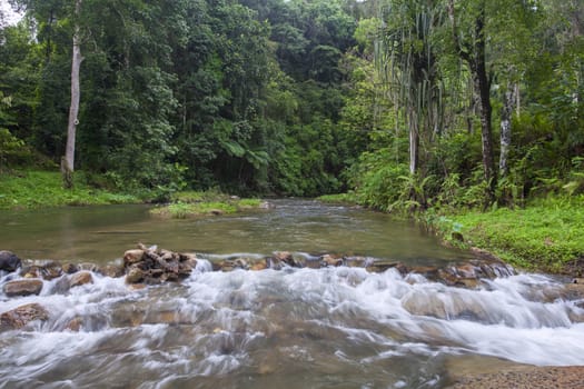 Mountain stream in a tropical rain forest.