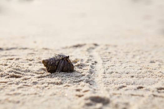 Small hermit crab on the tropical island sand. Copy space,close up; Hermit crab on tropical beach.