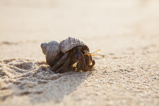 Small hermit crab on the tropical island sand. Copy space,close up; Hermit crab on tropical beach