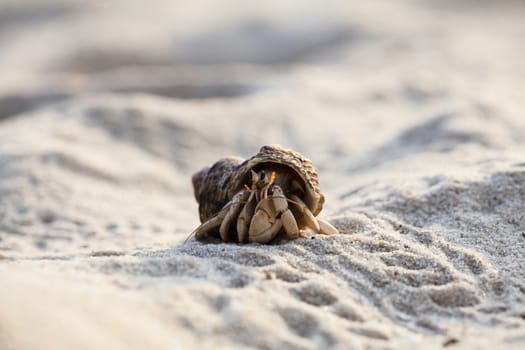 Small hermit crab on the tropical island sand. Copy space,close up; Hermit crab on tropical beach