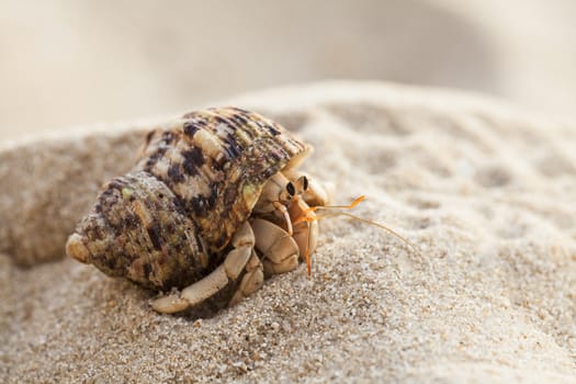 Small hermit crab on the tropical island sand. Copy space,close up; Hermit crab on tropical beach