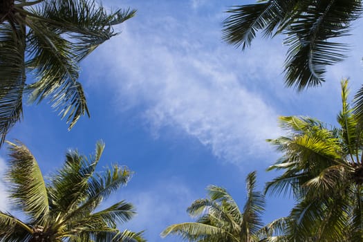 Palm trees against blue sky Palm trees at tropical coast vintage toned and stylized coconut treesummer tree retro