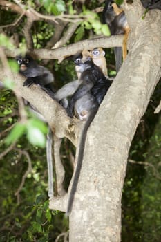 The dusky leaf monkey, spectacled langur, or spectacled leaf monkey (Trachypithecus obscurus),A mother Dusky Leaf monkey and its yellow baby.