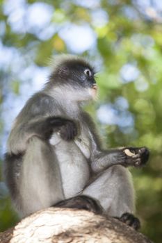 The dusky leaf monkey, spectacled langur, or spectacled leaf monkey (Trachypithecus obscurus),It is found in Malaysia, Burma, and Thailand