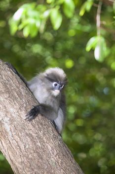 The dusky leaf monkey, spectacled langur, or spectacled leaf monkey (Trachypithecus obscurus),It is found in Malaysia, Burma, and Thailand