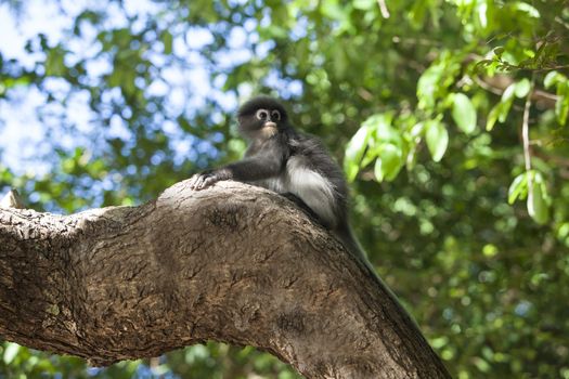 The dusky leaf monkey, spectacled langur, or spectacled leaf monkey (Trachypithecus obscurus),It is found in Malaysia, Burma, and Thailand