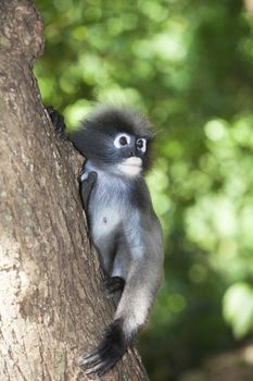 The dusky leaf monkey, spectacled langur, or spectacled leaf monkey (Trachypithecus obscurus),It is found in Malaysia, Burma, and Thailand