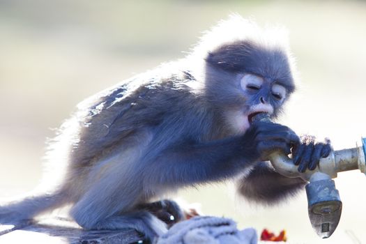 The dusky leaf monkey, spectacled langur, or spectacled leaf monkey (Trachypithecus obscurus),A mother Dusky Leaf monkey and its yellow baby.