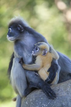 The dusky leaf monkey, spectacled langur, or spectacled leaf monkey (Trachypithecus obscurus),A mother Dusky Leaf monkey and its yellow baby.