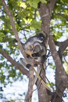 The dusky leaf monkey, spectacled langur, or spectacled leaf monkey (Trachypithecus obscurus),A mother Dusky Leaf monkey and its yellow baby.