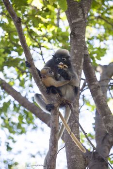 The dusky leaf monkey, spectacled langur, or spectacled leaf monkey (Trachypithecus obscurus),A mother Dusky Leaf monkey and its yellow baby.