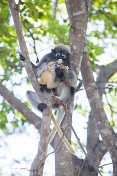 The dusky leaf monkey, spectacled langur, or spectacled leaf monkey (Trachypithecus obscurus),A mother Dusky Leaf monkey and its yellow baby.