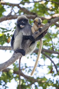 The dusky leaf monkey, spectacled langur, or spectacled leaf monkey (Trachypithecus obscurus),A mother Dusky Leaf monkey and its yellow baby.