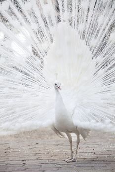 Portrait Of White Peacock During Courtship Display,white peacock shows its tail (feather)