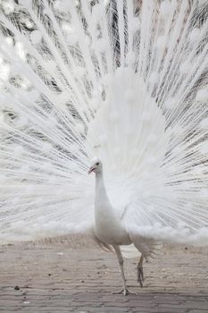 Portrait Of White Peacock During Courtship Display,white peacock shows its tail (feather)