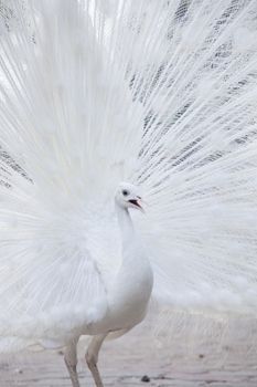 Portrait Of White Peacock During Courtship Display,white peacock shows its tail (feather)