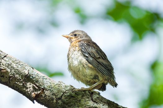 The photo shows a blackbird rowan on a branch