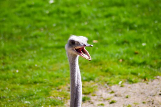 Ostrich isolate a green meadow in a zoo in France