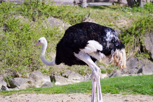 Ostrich isolate a green meadow in a zoo in France