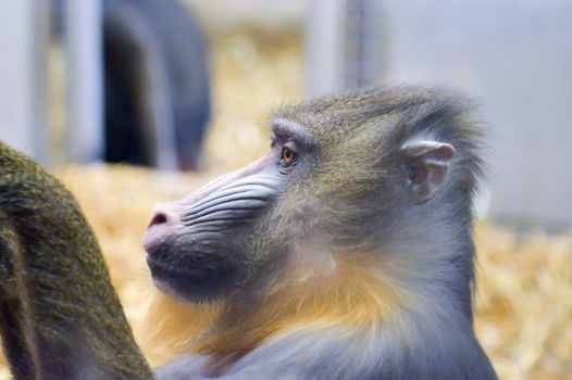 Baboon looking set in a zoo in France