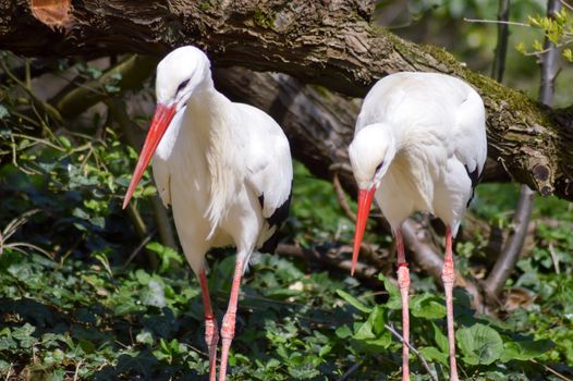 Two storks in a wood in front of a tree trunk