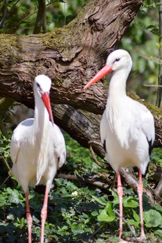 Two storks in a wood in front of a tree trunk