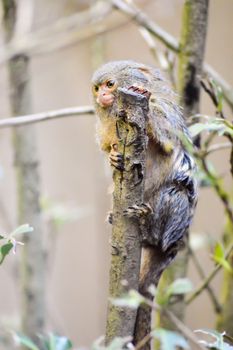 Pygmy ouistiti on a wooden board in an animal park in France