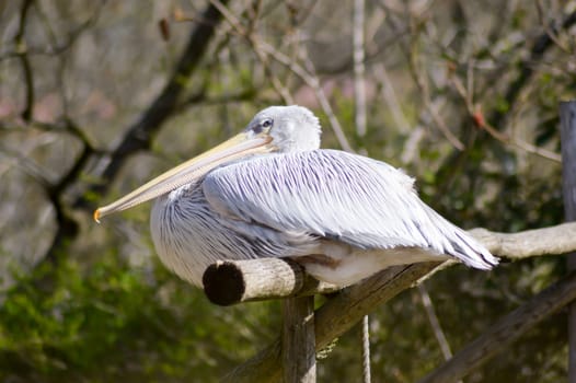 Pelican resting on a wooden promontory in a zoo in france