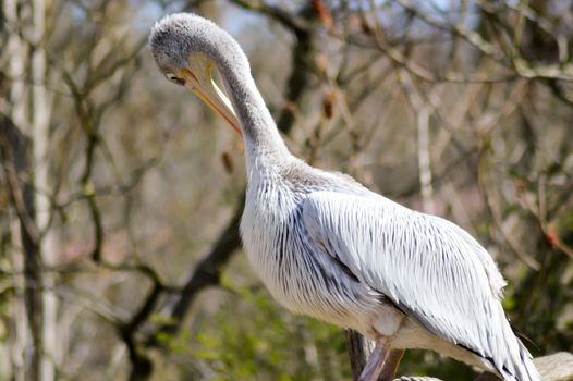 Pelican who makes his toilet on a wooden promontory in a zoo in france