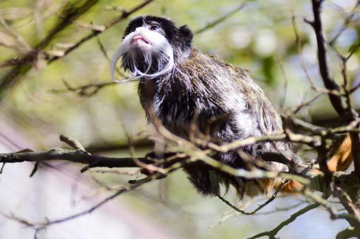 Tamarin Emperor on a branch in a zoo in France