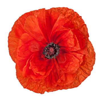 Closeup red poppy flower isolated on white background