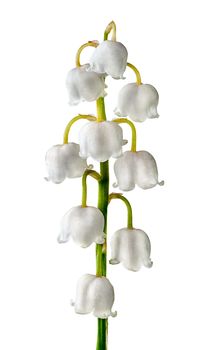 Closeuup inflorescence lily of the valley isolated on white background