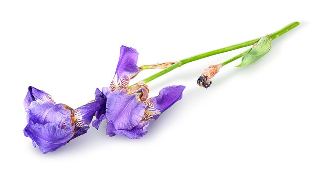Single iris flower lying isolated on white background