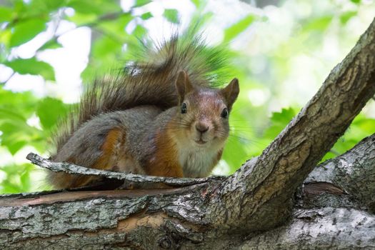 the photograph shows a squirrel on a tree