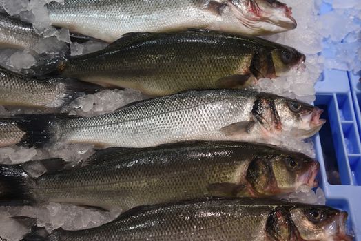 Lubina fish on a fish market lying on ice .