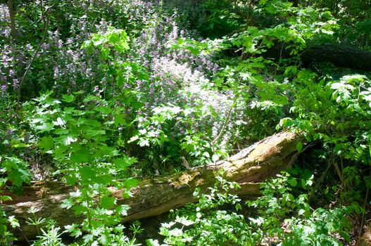 Beautiful carpet of  flowers in spring forest landscape .