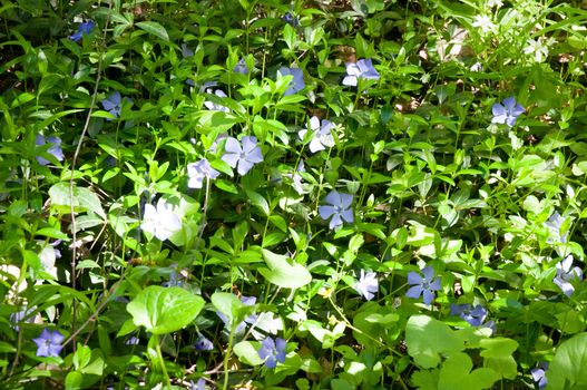 Wild Vinca (Periwinkle) flower head and forest vegetation.