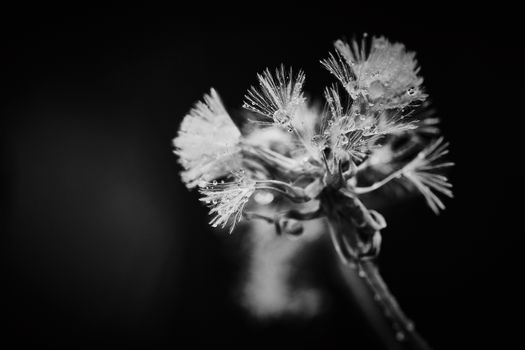 Dandelion dramatic macro close up view with raindrops