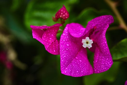 Purple flower with rain drops on it, extreme macro