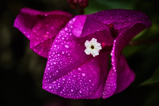 Purple flower with rain drops on it, extreme macro