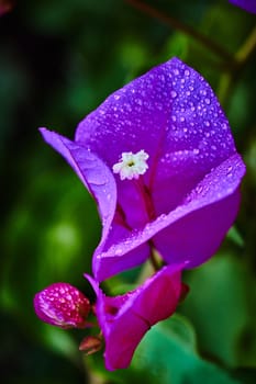 Purple flower with rain drops on it, extreme macro
