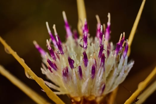 Vibrant purple flower with raindrops on it