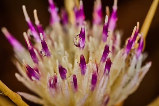 Vibrant purple flower with raindrops on it