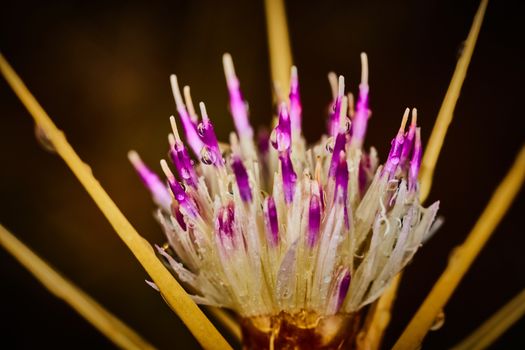 Vibrant purple flower with raindrops on it