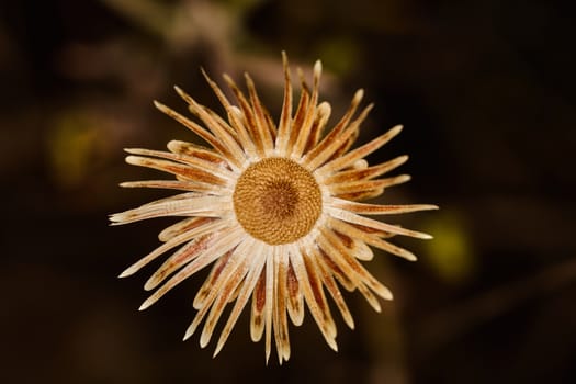 Dry plant dramatic macro close up view