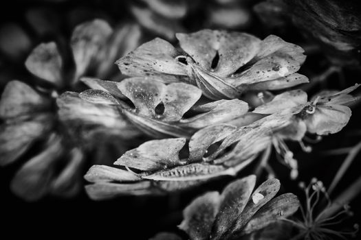 Dry plant dramatic macro close up view with raindrops