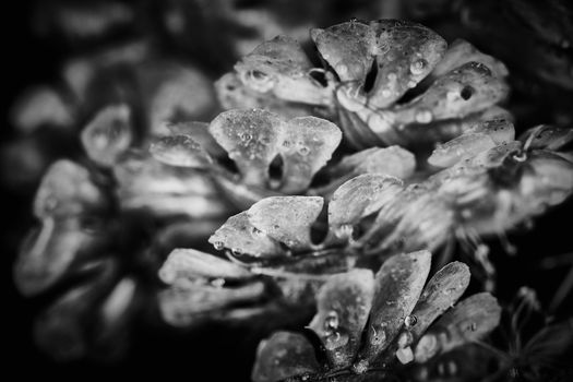 Dry plant dramatic macro close up view with raindrops